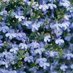 Lobelia