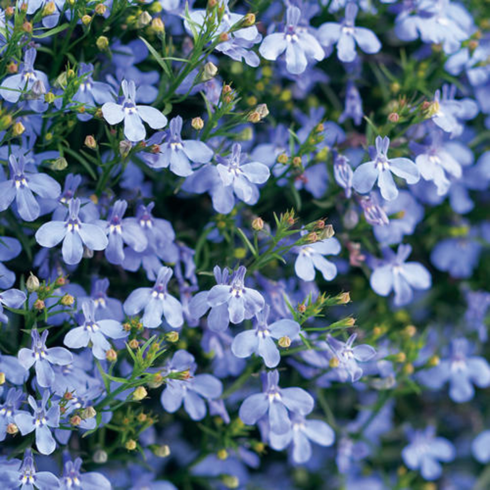 Lobelia