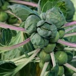 Brussel Sprouts -Jade Cross