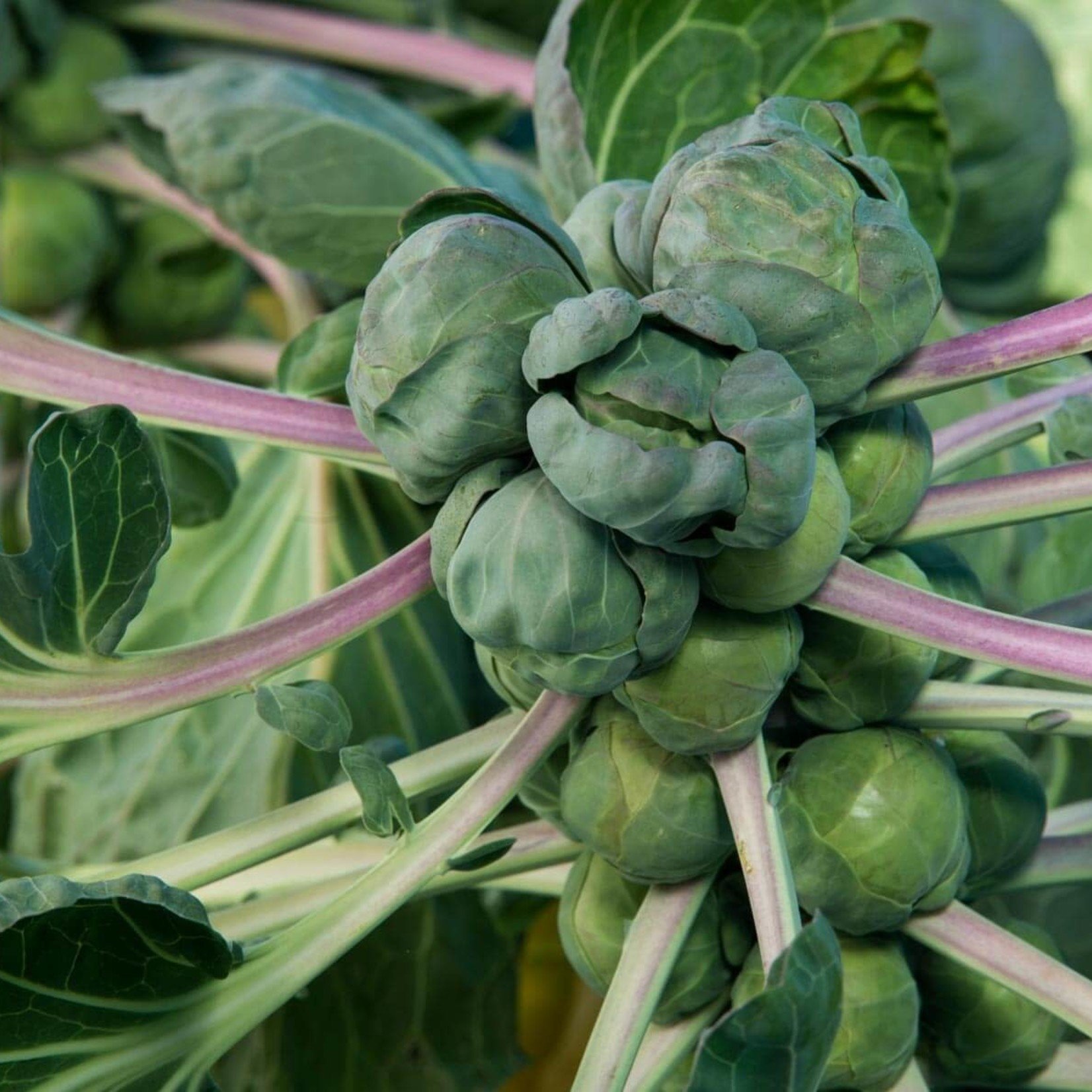 Brussel Sprouts -Jade Cross