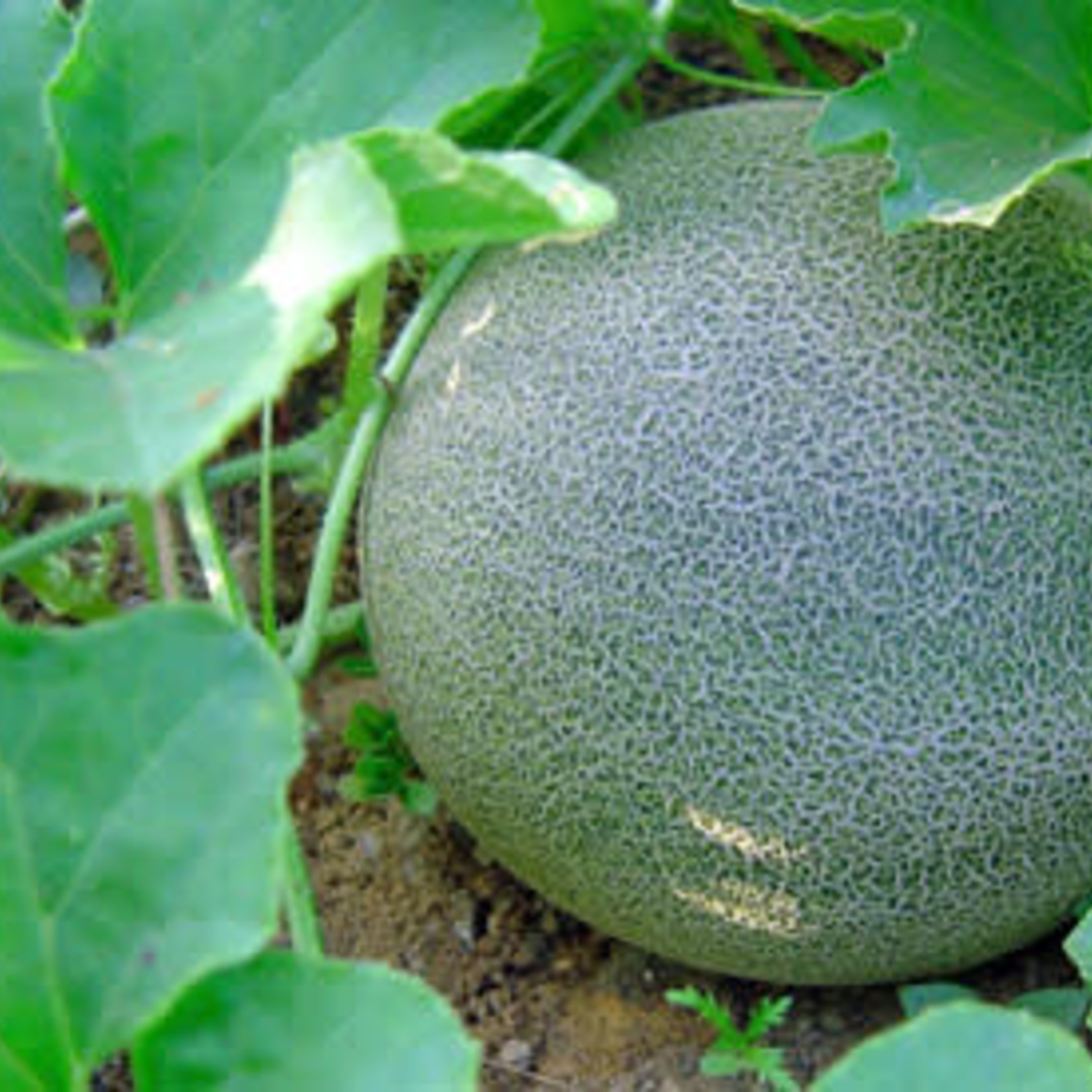 Melon