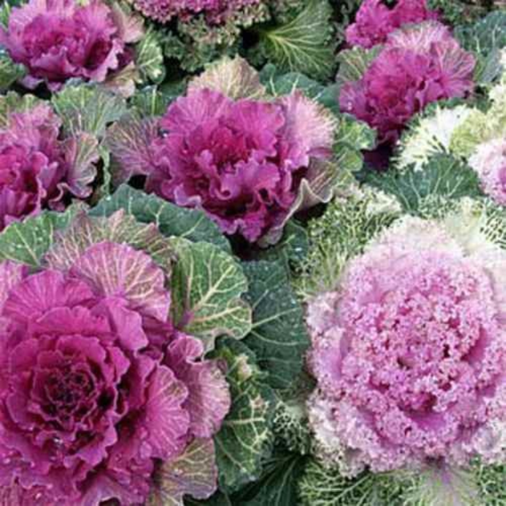 Flowering Kale