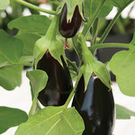 Eggplant