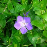Vinca Vine
