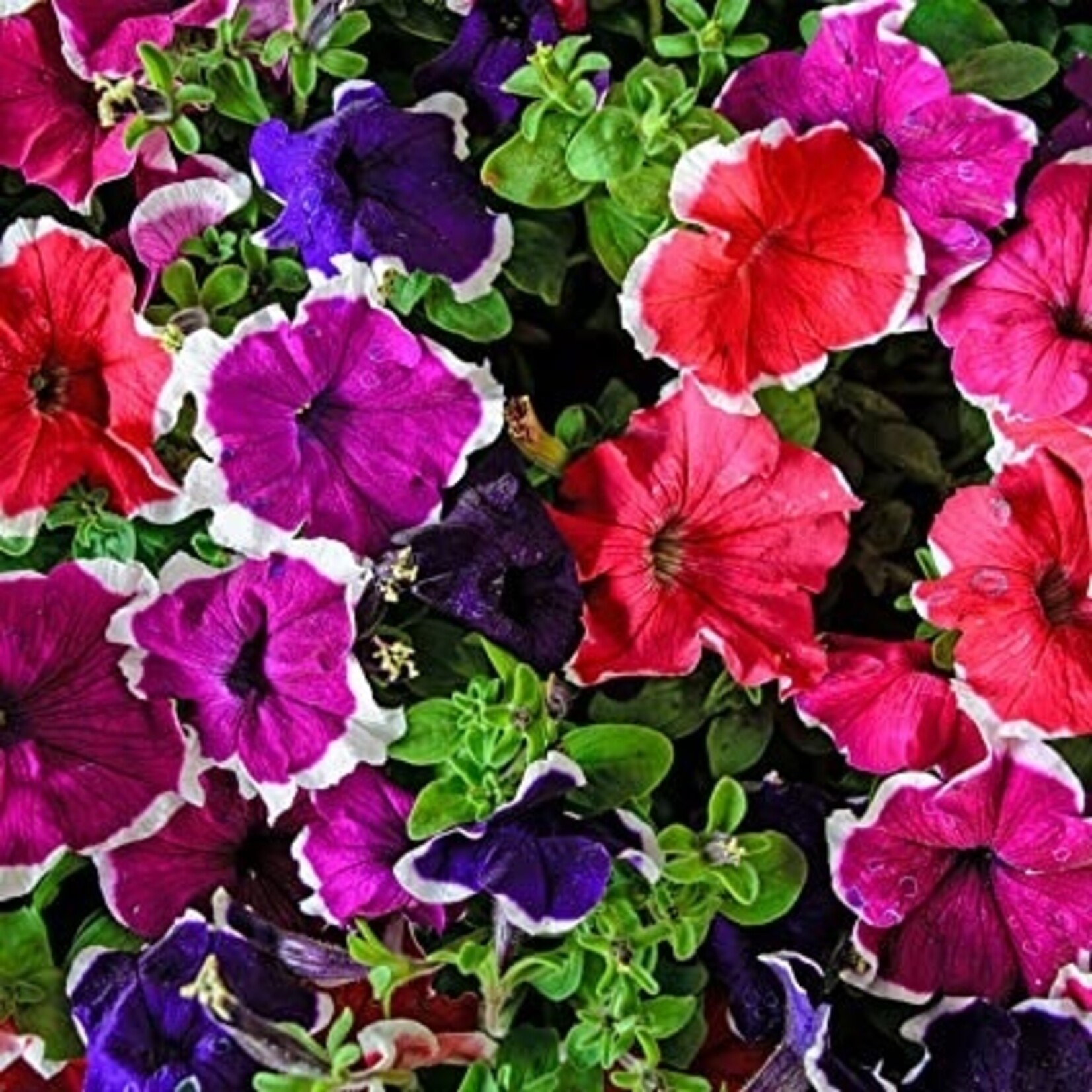 Petunia