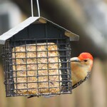 Suet and Mealworms