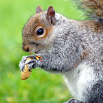 Squirrel Foods