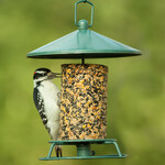 Seed Cylinders and Cakes