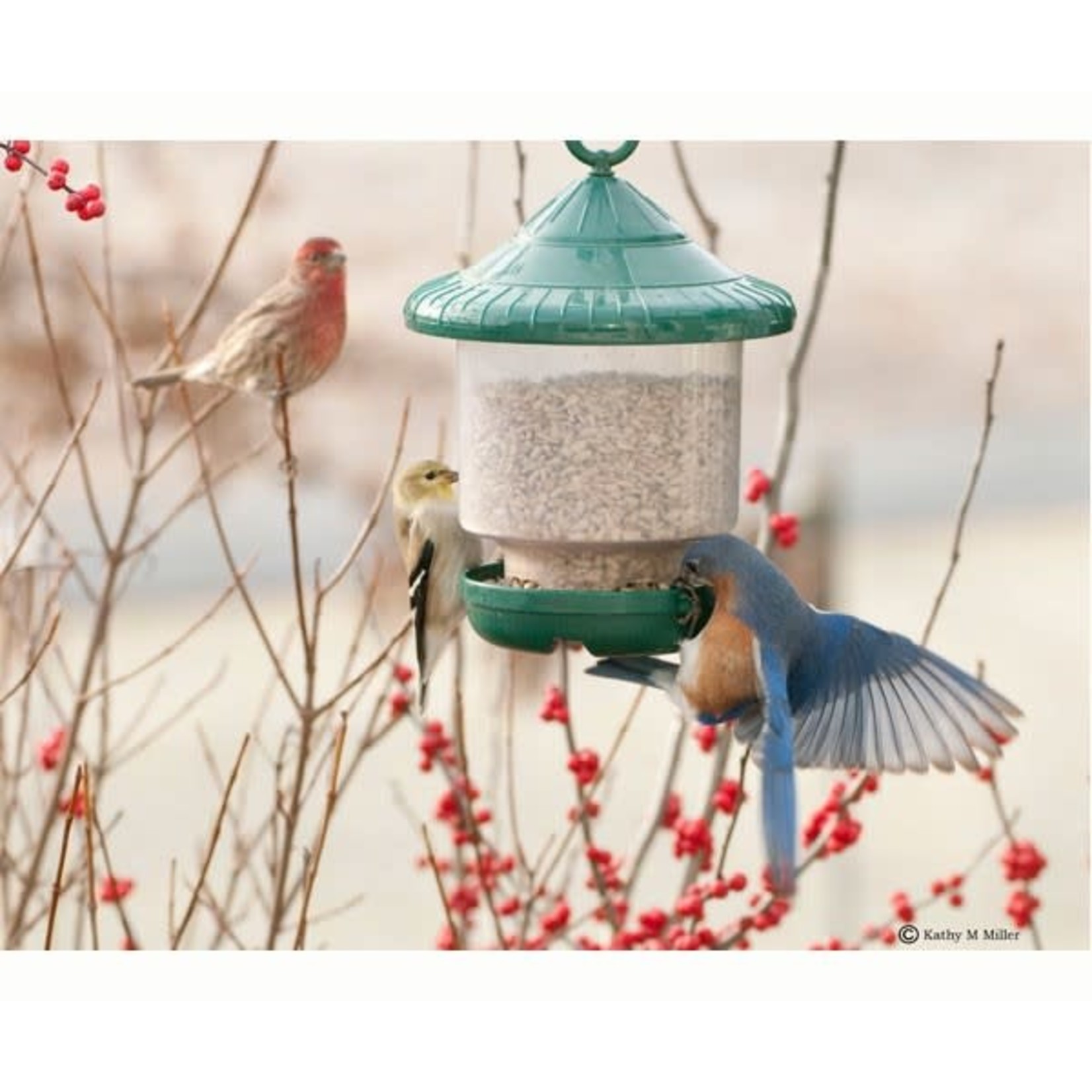 Clingers Only Bird Feeder - Green