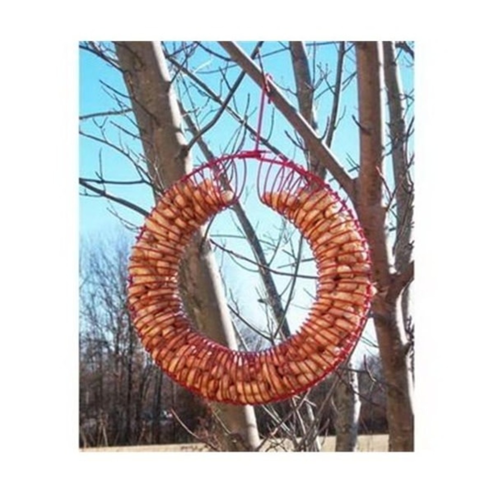 Whole Peanut Wreath Ring - Red