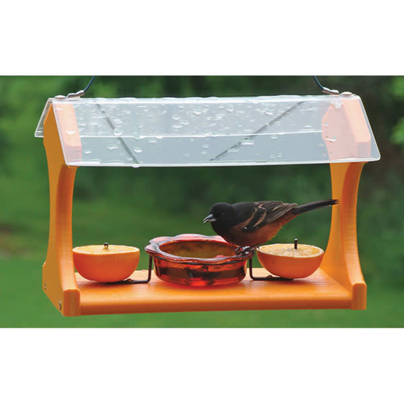 Oriole Feeder Going Green Clear Roof w/ Jelly Dish