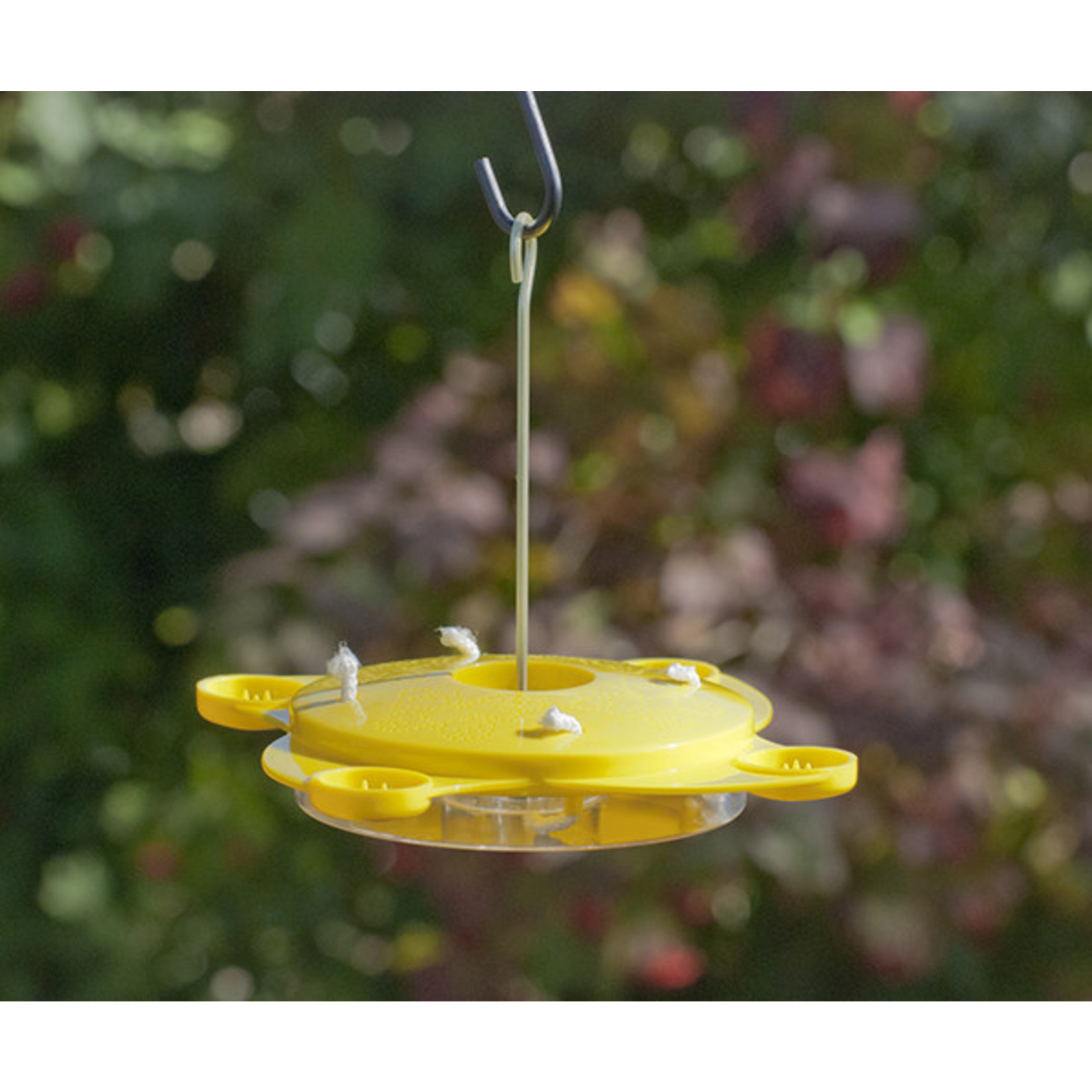 Butterfly Feeder with Ant Moat