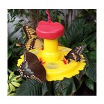 Butterfly Feeder