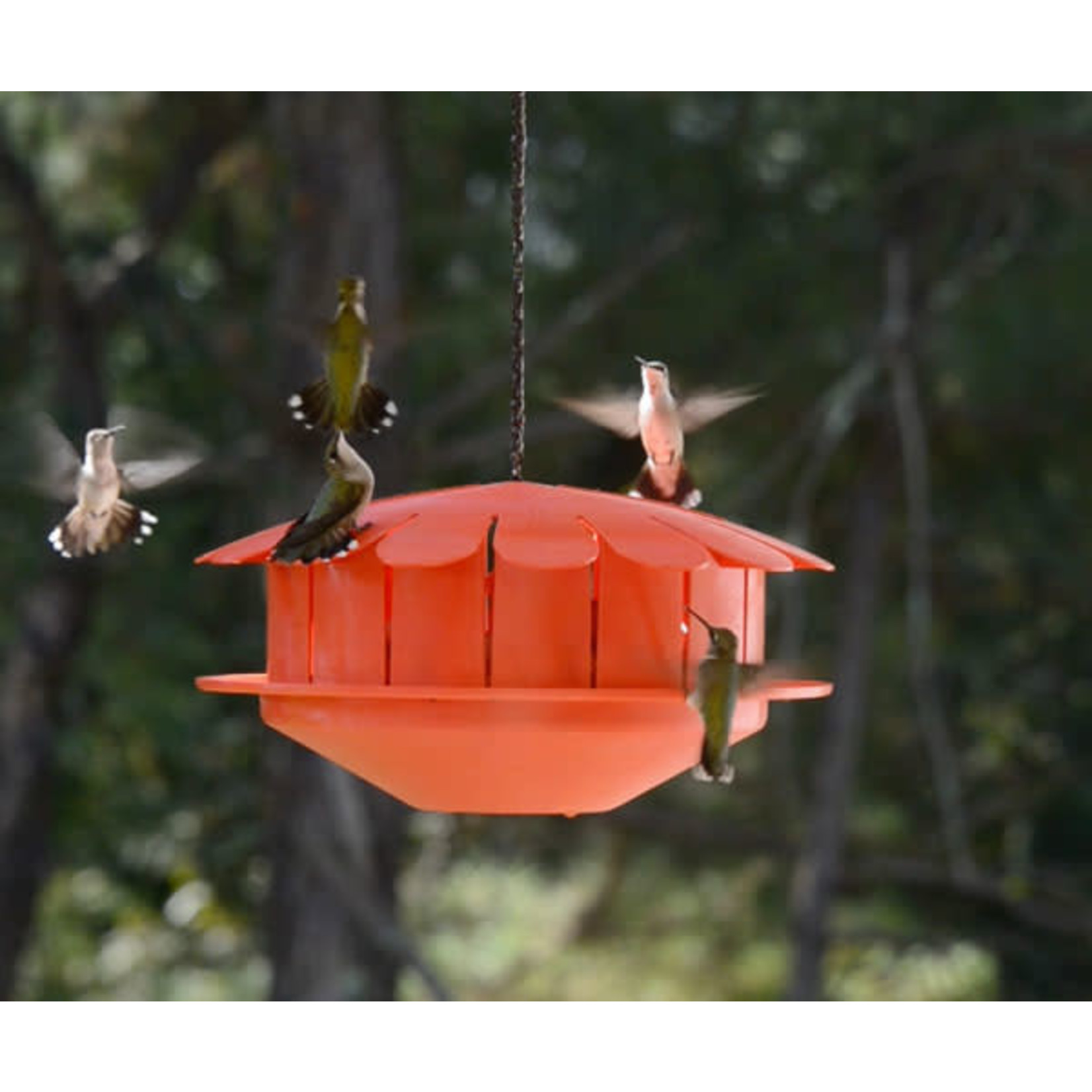 Humm-Bug Hummingbird Feeder