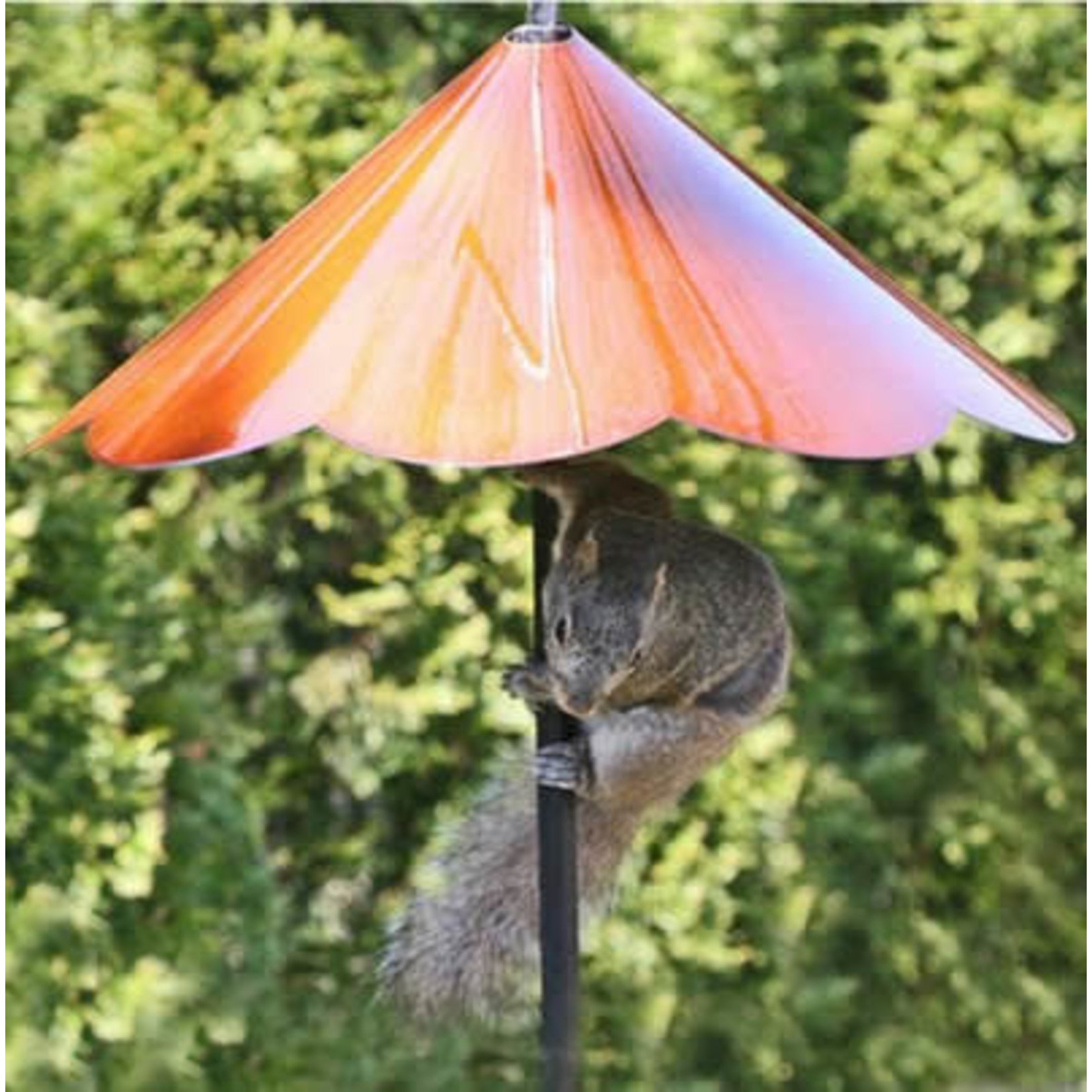 Cone Squirrel Baffle - Scalloped Edge - Copper Tint