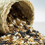 Bird Food