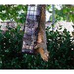 Squirrel-Be-Gone Decorative Feeder