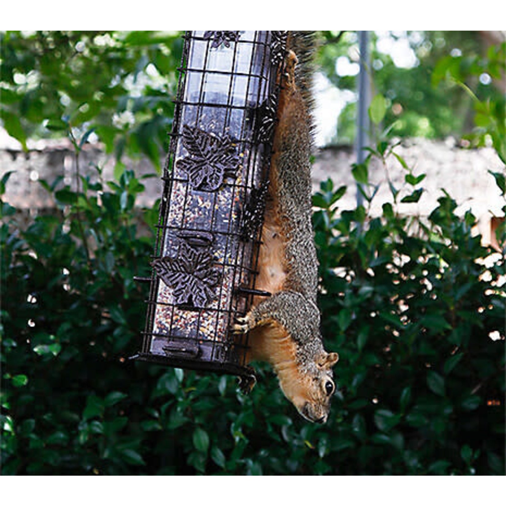 Squirrel-Be-Gone Decorative Feeder