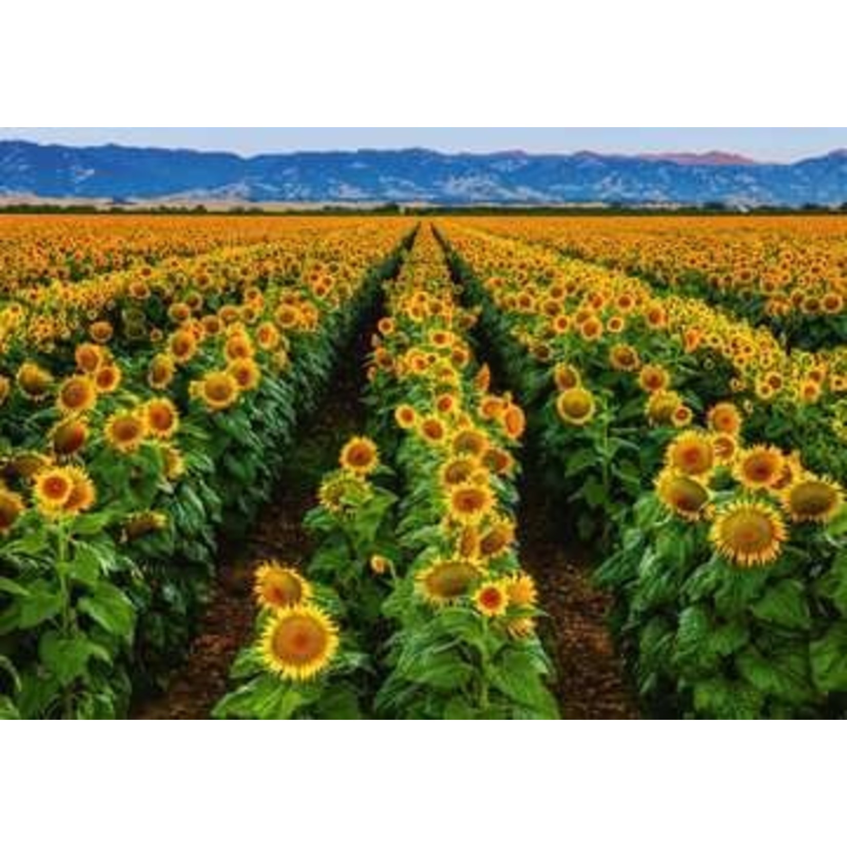 Fields of Gold 1000 Piece Puzzle