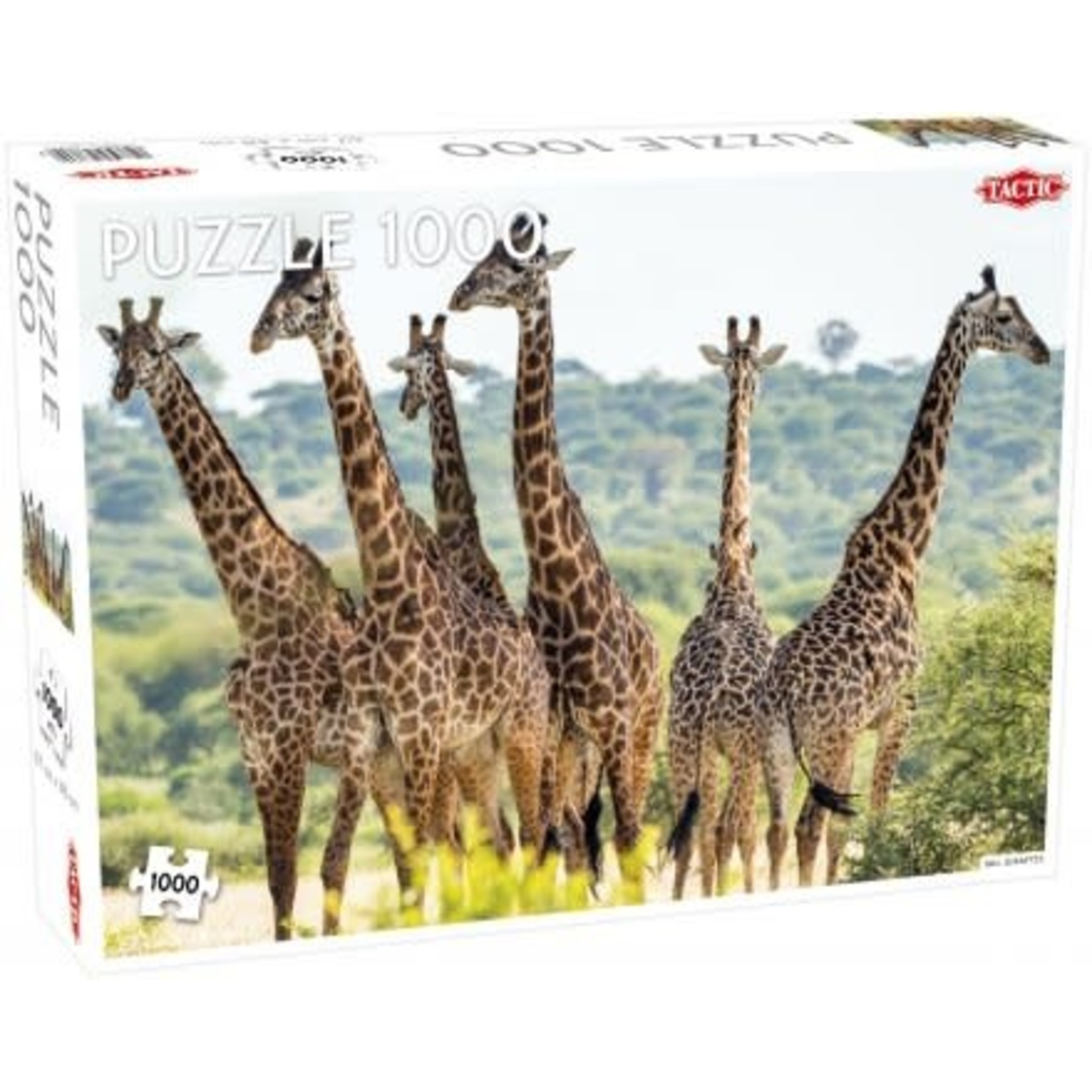 Tall Giraffes