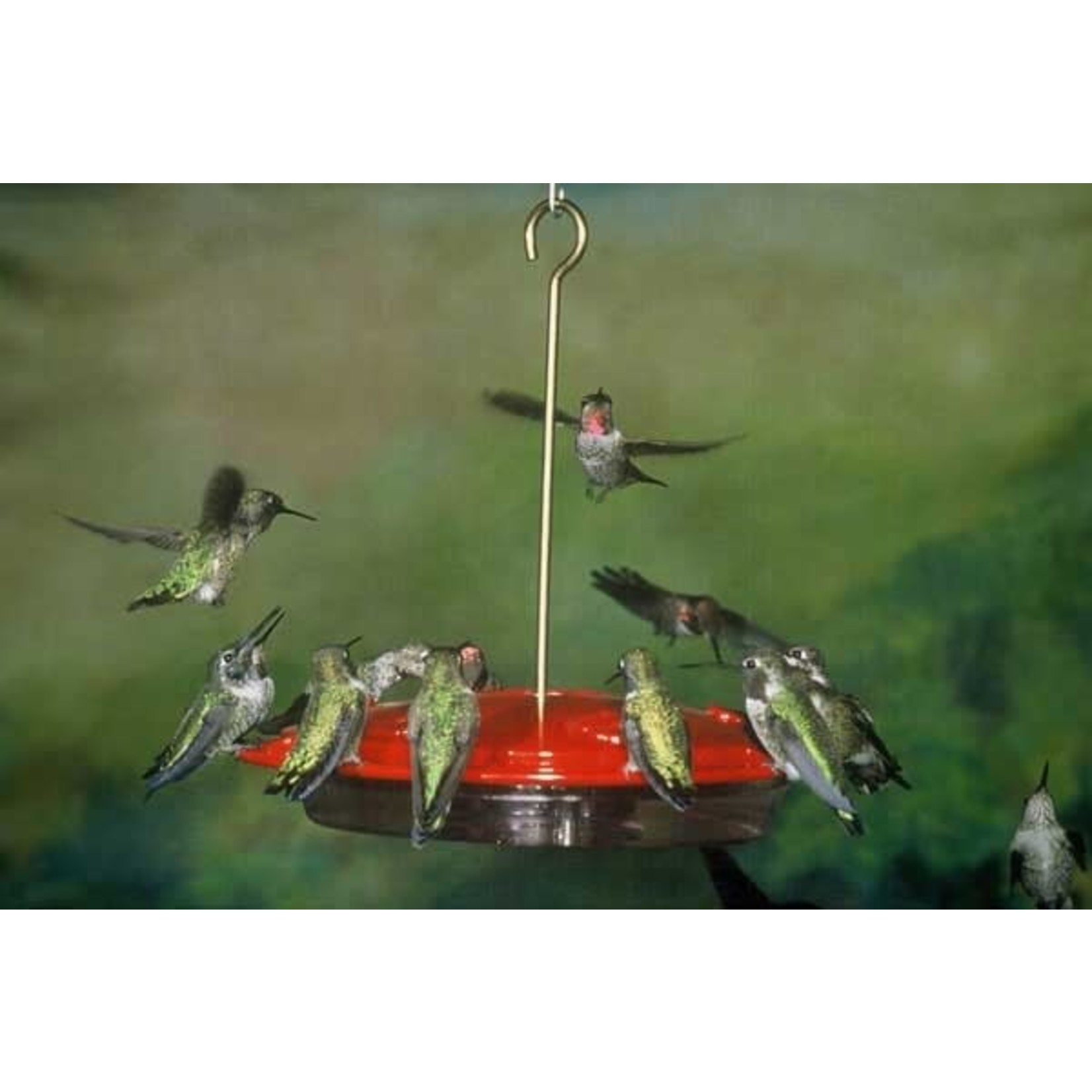 HummZinger Excel - 16oz