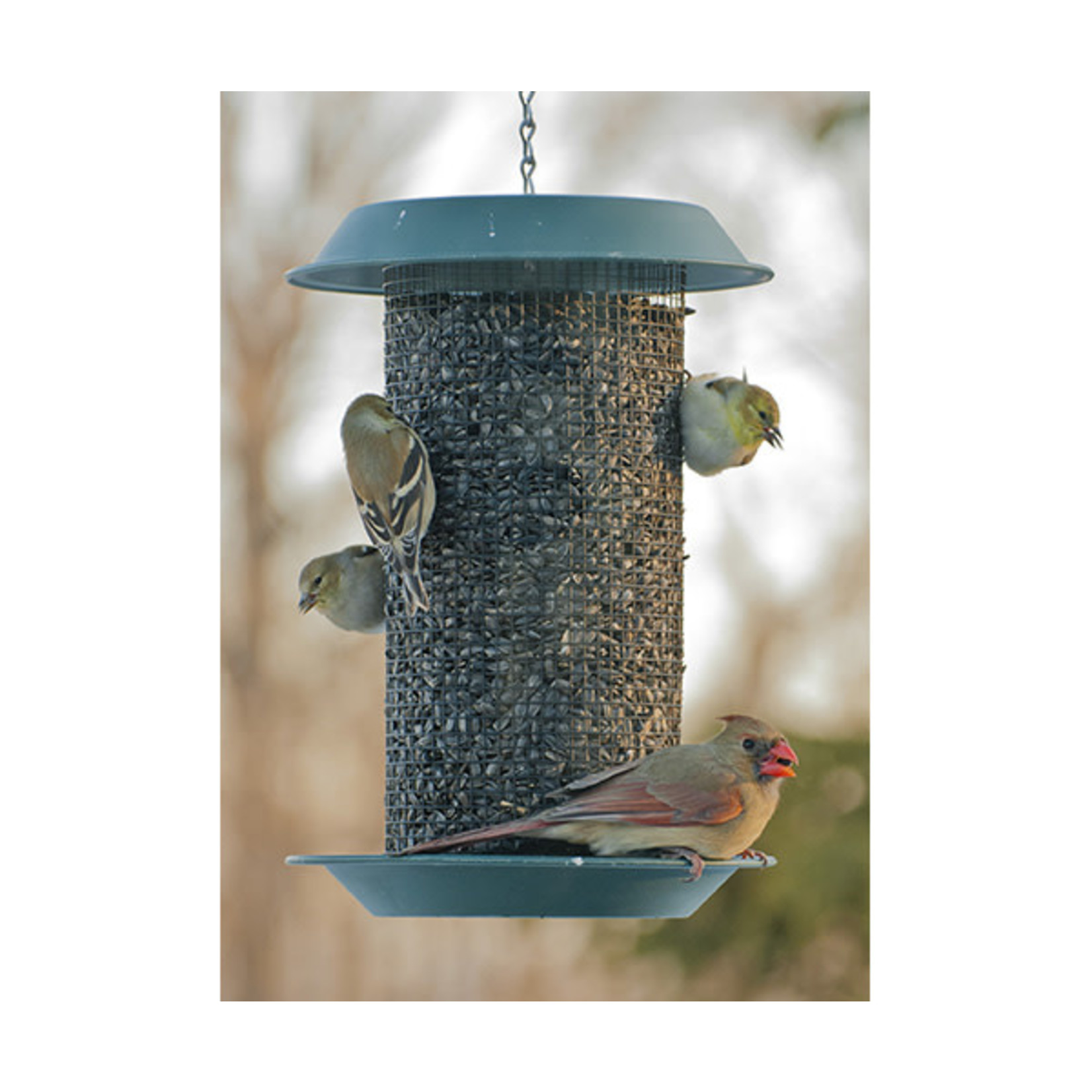 Magnum Sunflower Feeder 4 Qt