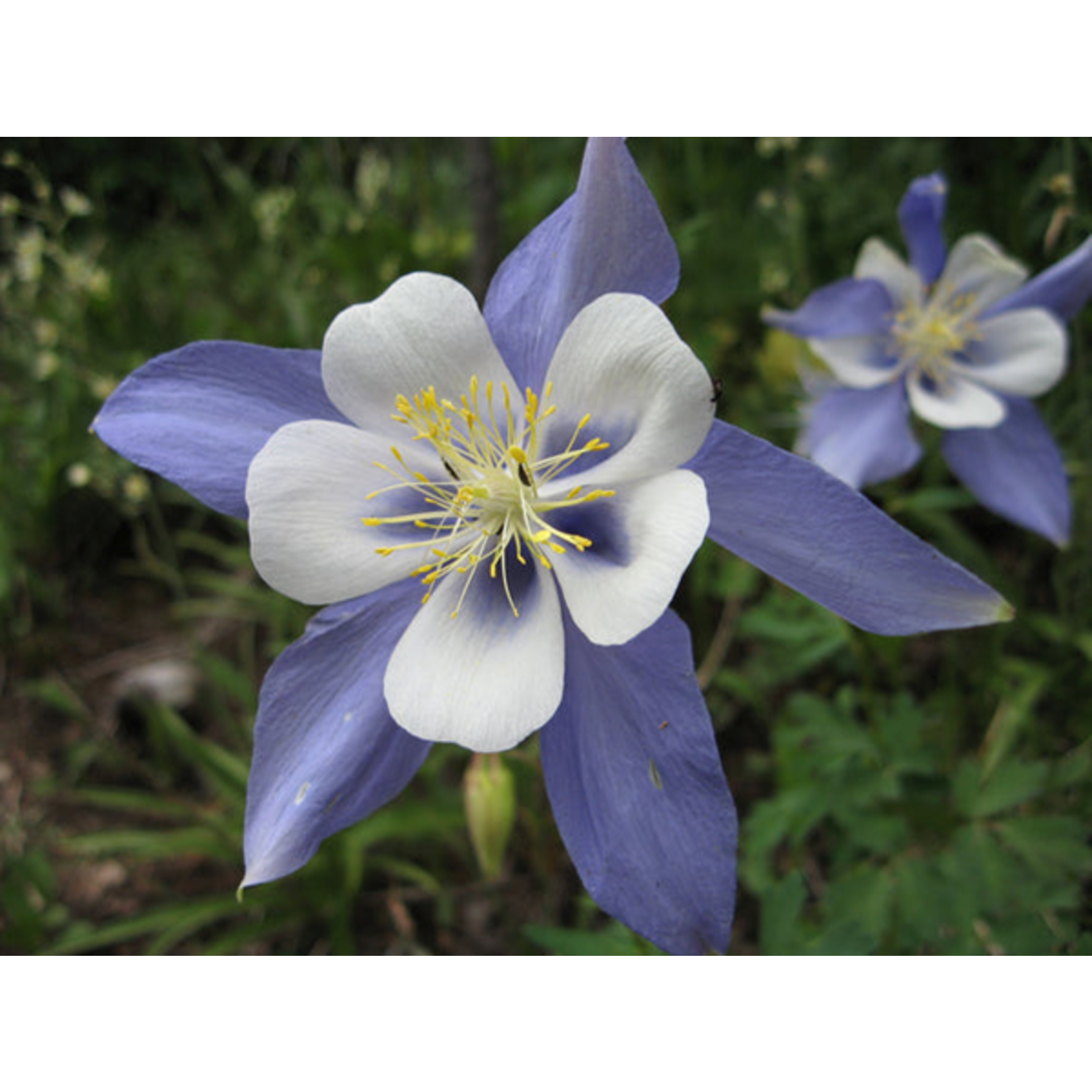 Rocky Mountain Columbine | Flower Seed Grow Kit
