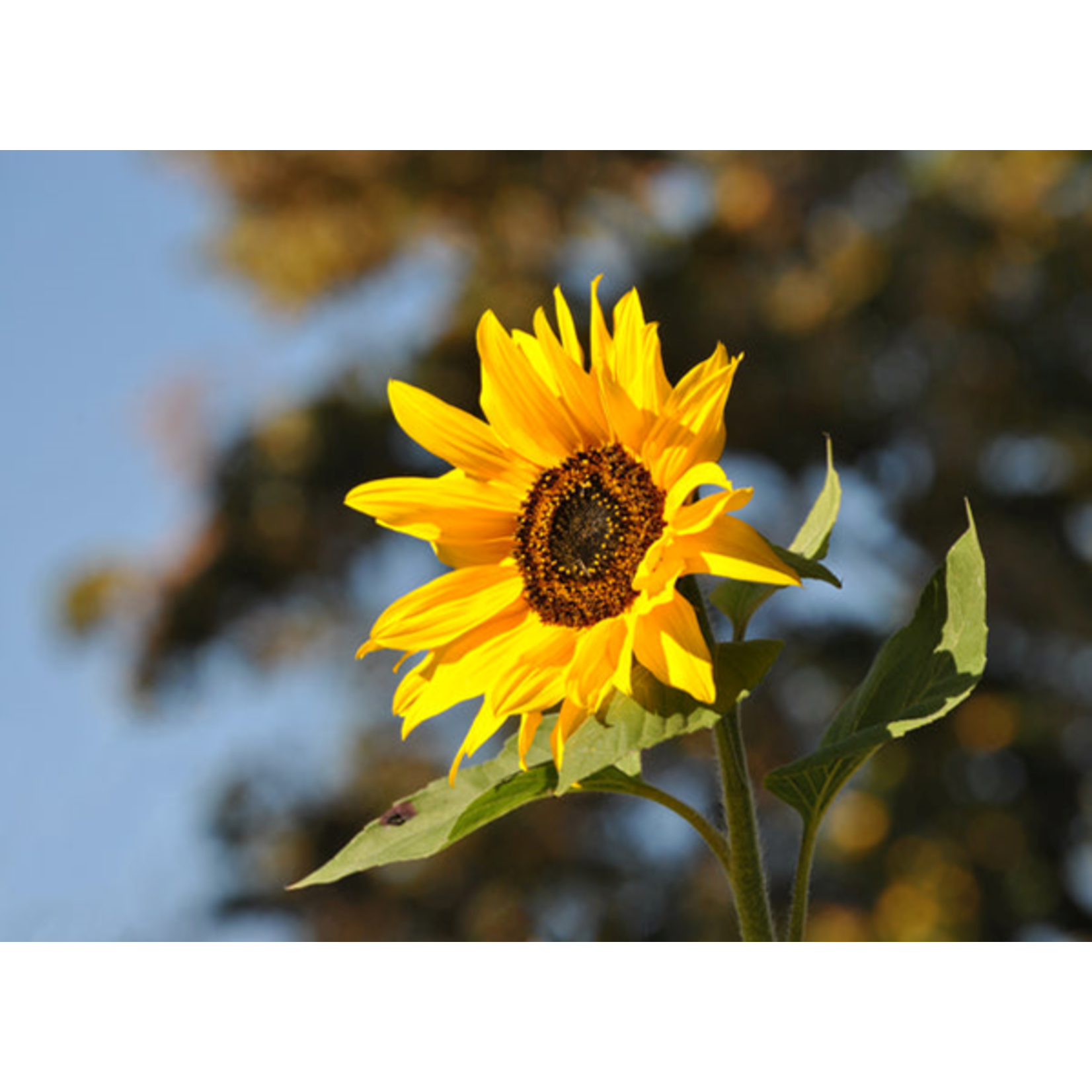 Sunflower | Flower Seed Grow Kit
