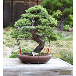 Chinese Juniper Bonsai Tree | Seed Grow Kit