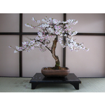 Japanese Flowering Cherry Bonsai Tree | Seed Grow Kit