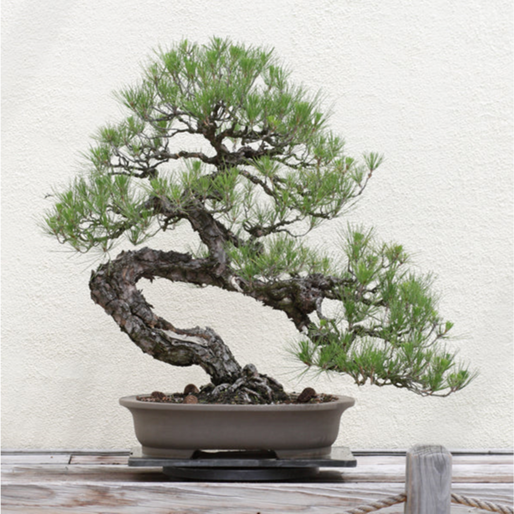 Japanese Black Pine Bonsai Tree | Seed Grow Kit