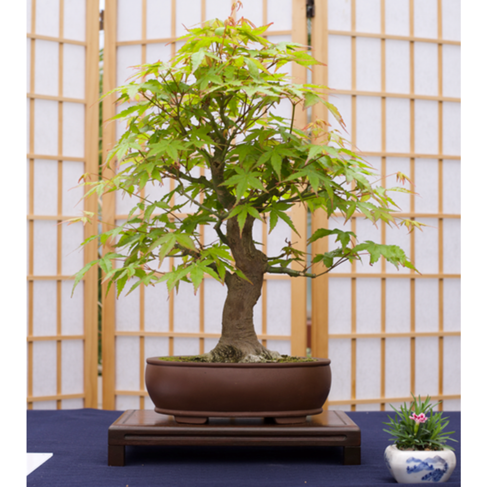 Japanese Maple Bonsai Tree | Seed Grow Kit