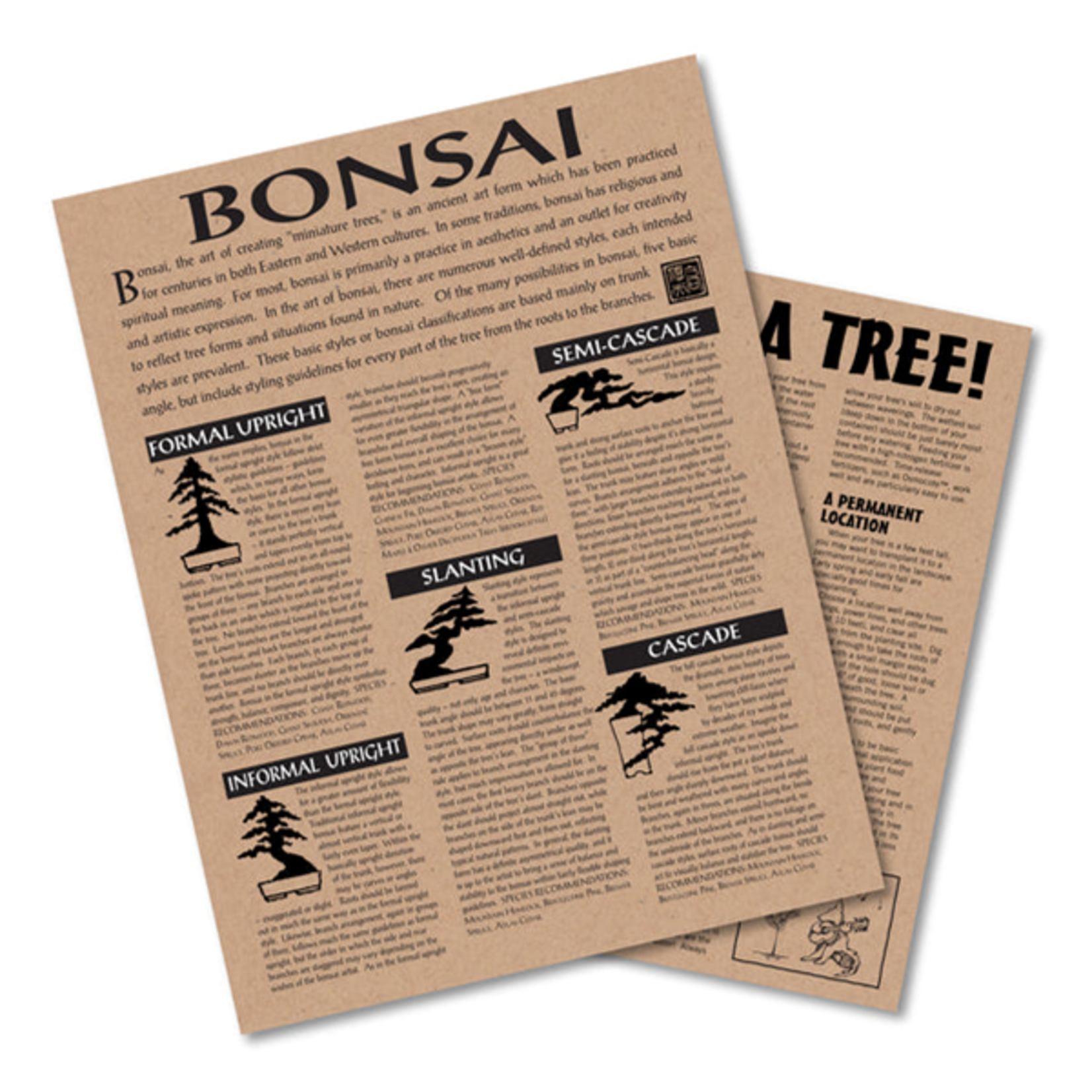 Rocky Mountain Juniper Bonsai Tree | Seed Grow Kit
