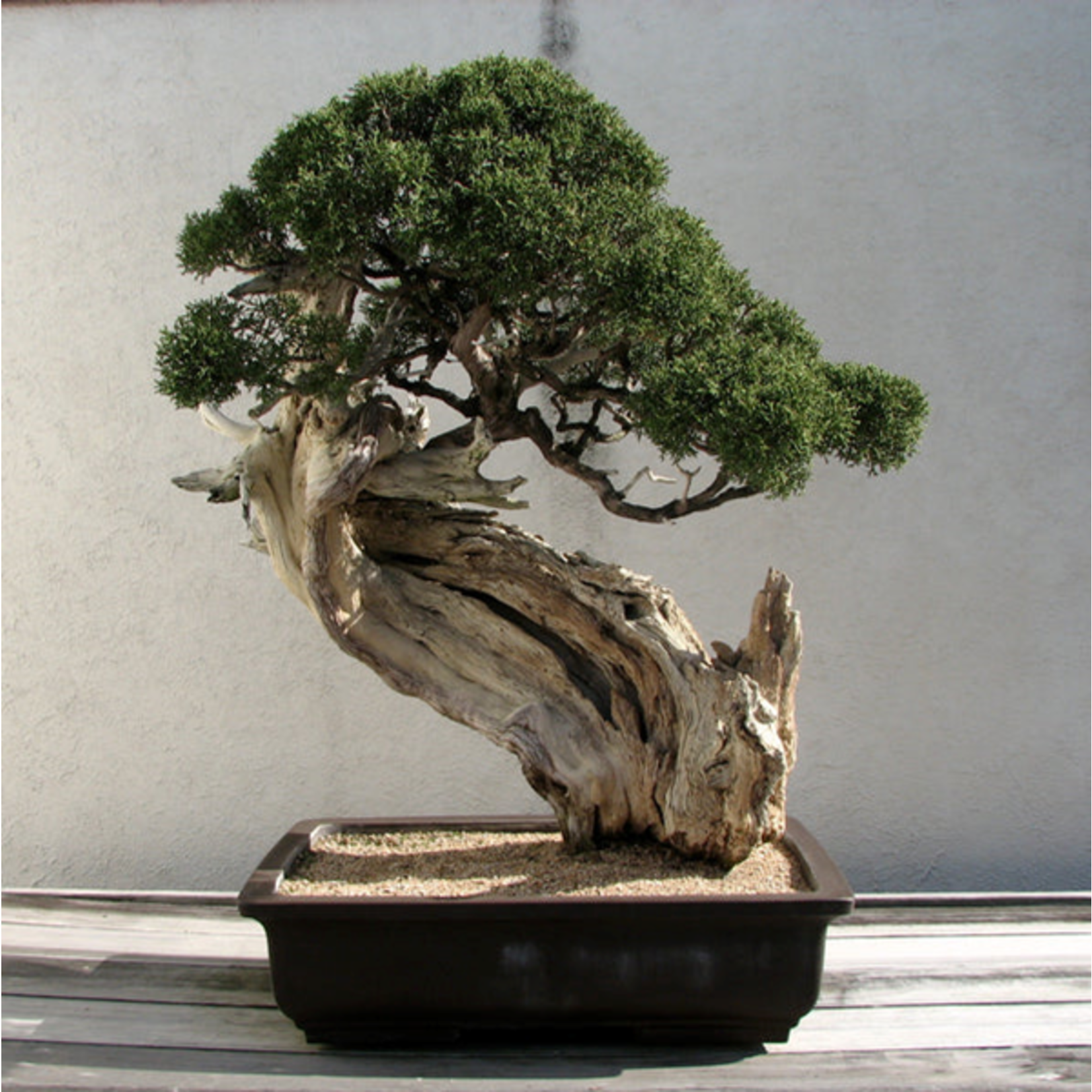 Rocky Mountain Juniper Bonsai Tree, Seed Grow Kit - The Wandering Dragon  Game Shoppe