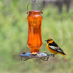 Vintage Oriole Nectar Feeder