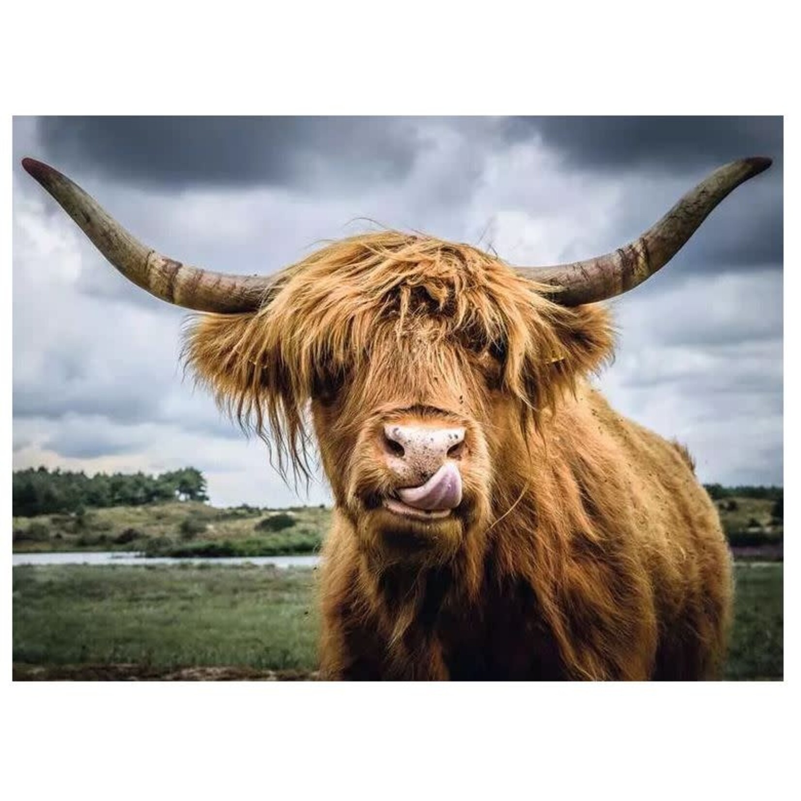 Puzzle Moments: Highland Cattle 300 Piece Puzzle
