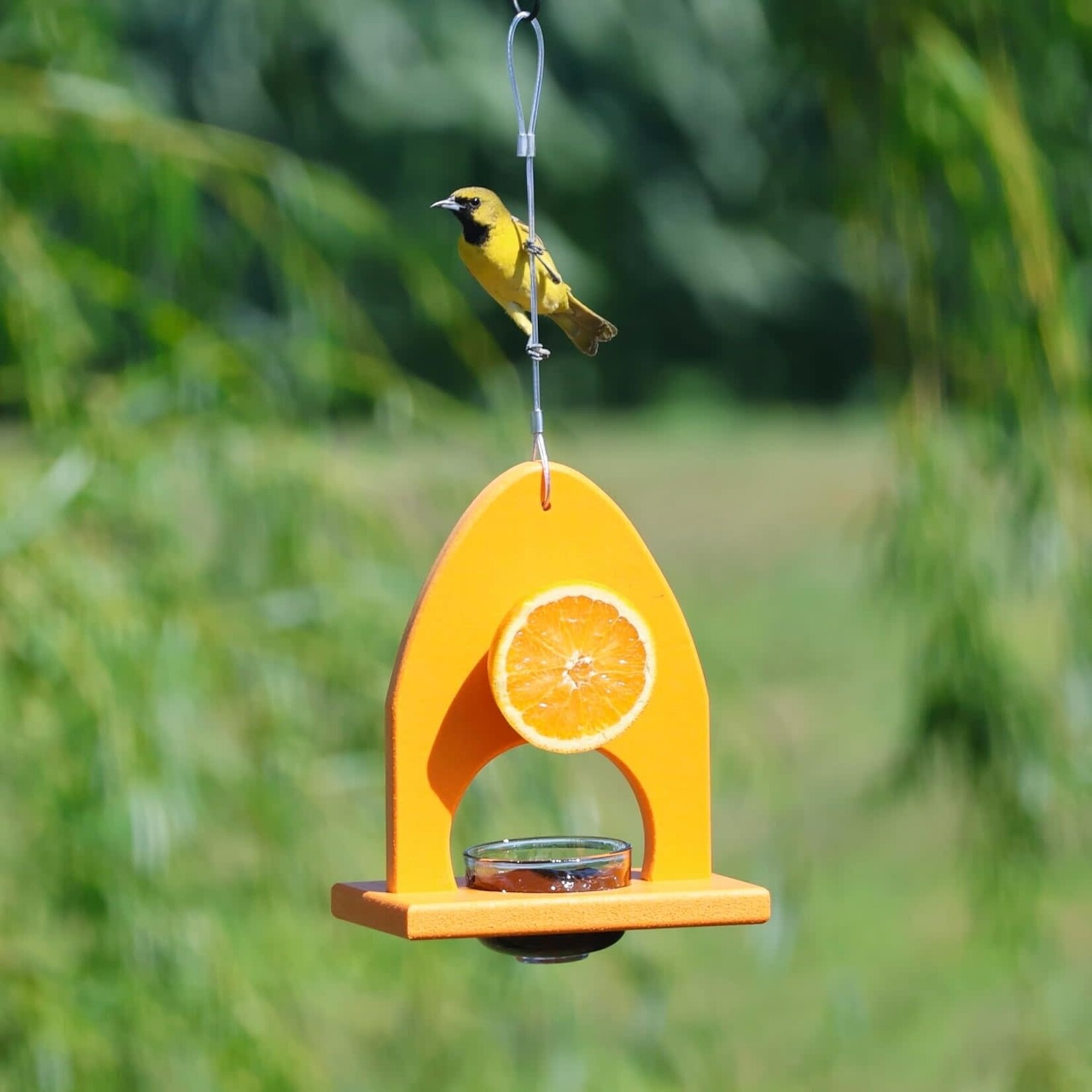 Oriole Delight Buffet Feeder