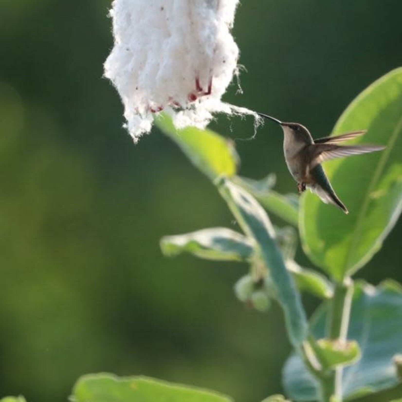 Hummer Helper Cage and Nesting Material