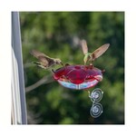 Window Feeders