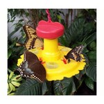 Butterfly Feeders