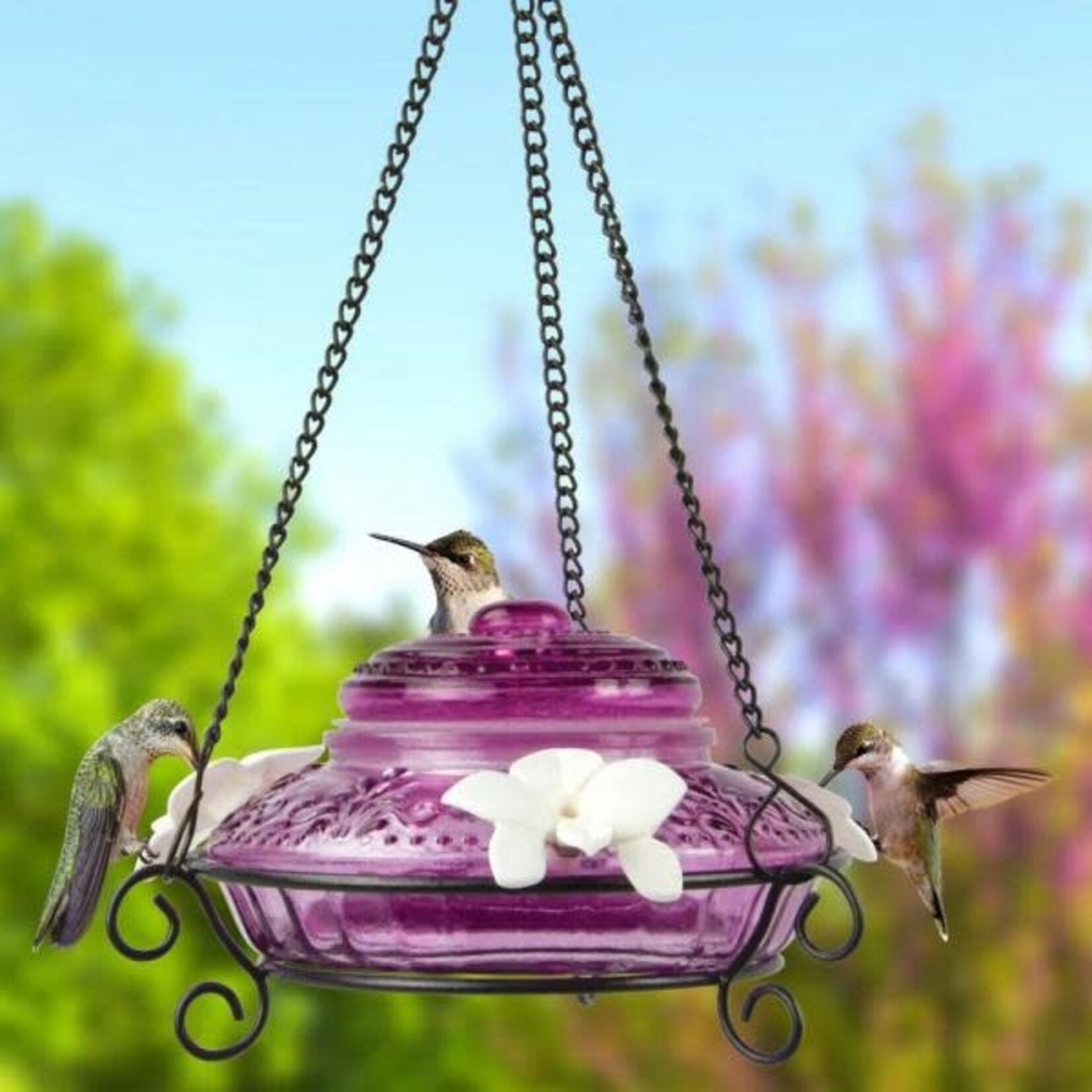Antique Top Glass Hummingbird Feeder - Purple - 14oz