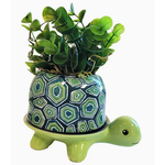 Planter -  Turtle Footsie