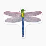 Nice Enough Stickers Sticker: Dragonfly - 3"