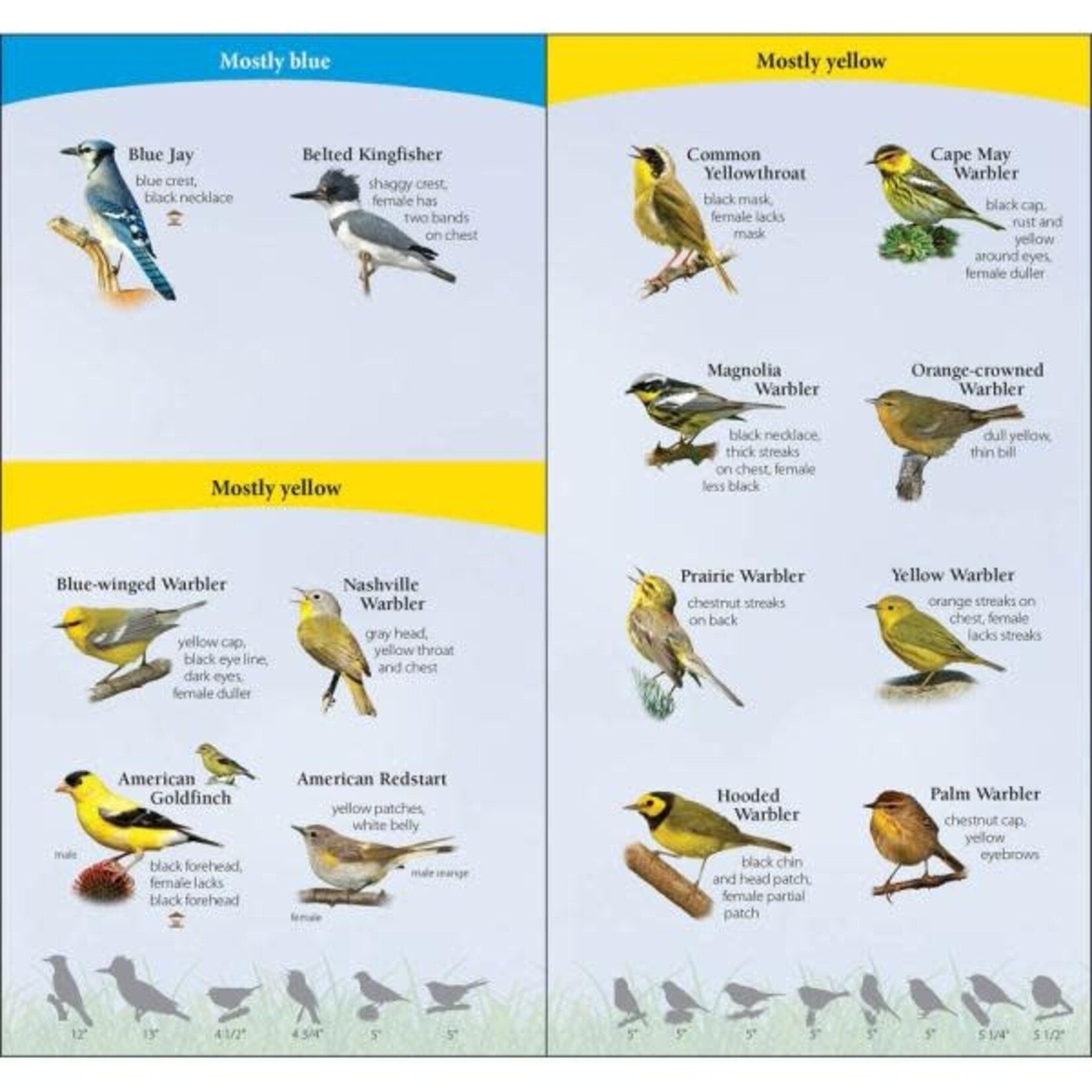 Adventure Keen Birds of the Northeast Quick Guide
