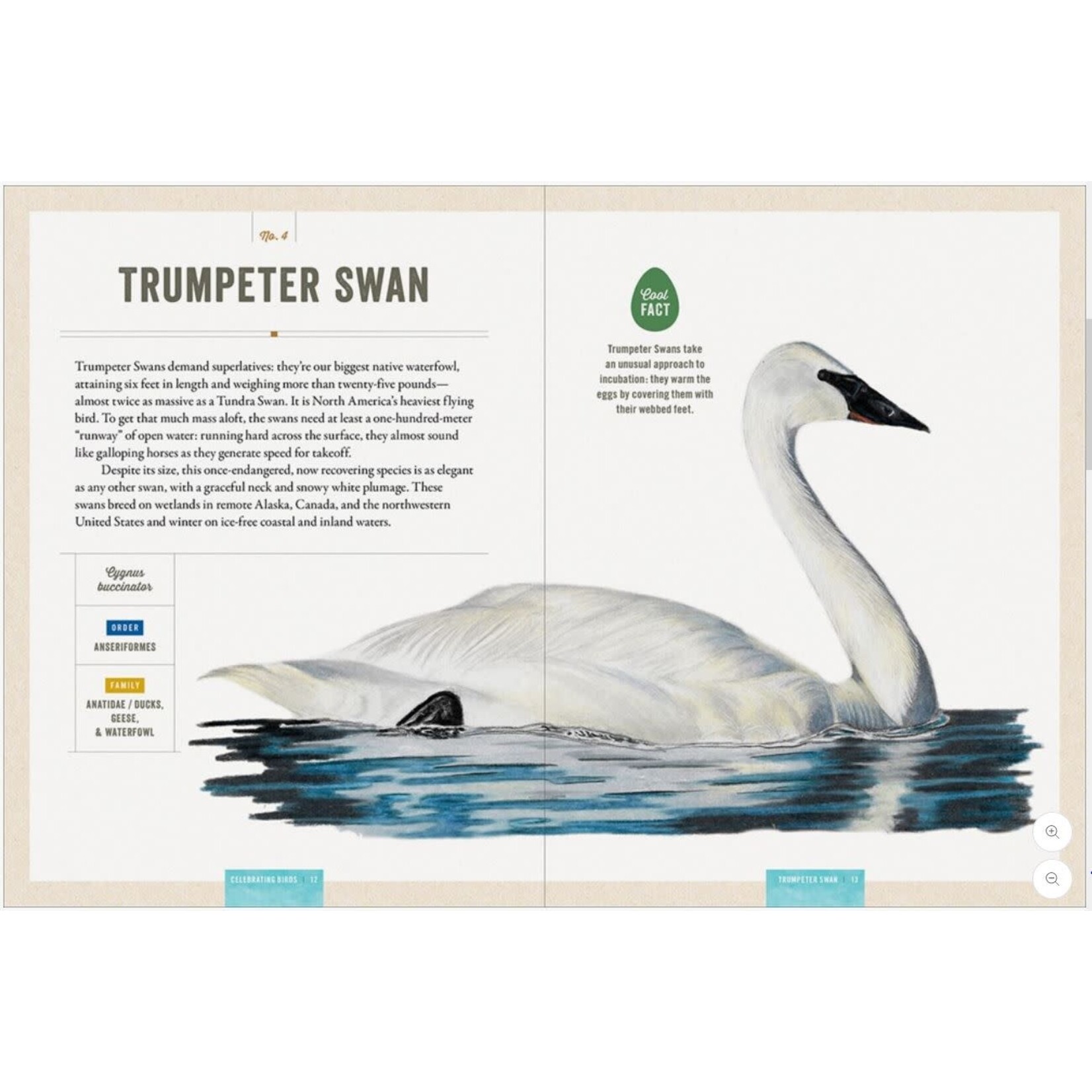 Celebrating Birds - An Interactive Field Guide Featuring Art from Wingspan
