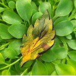 Wyrd & Witchy Art Leather Pin - Mini Birch Leaf - Green