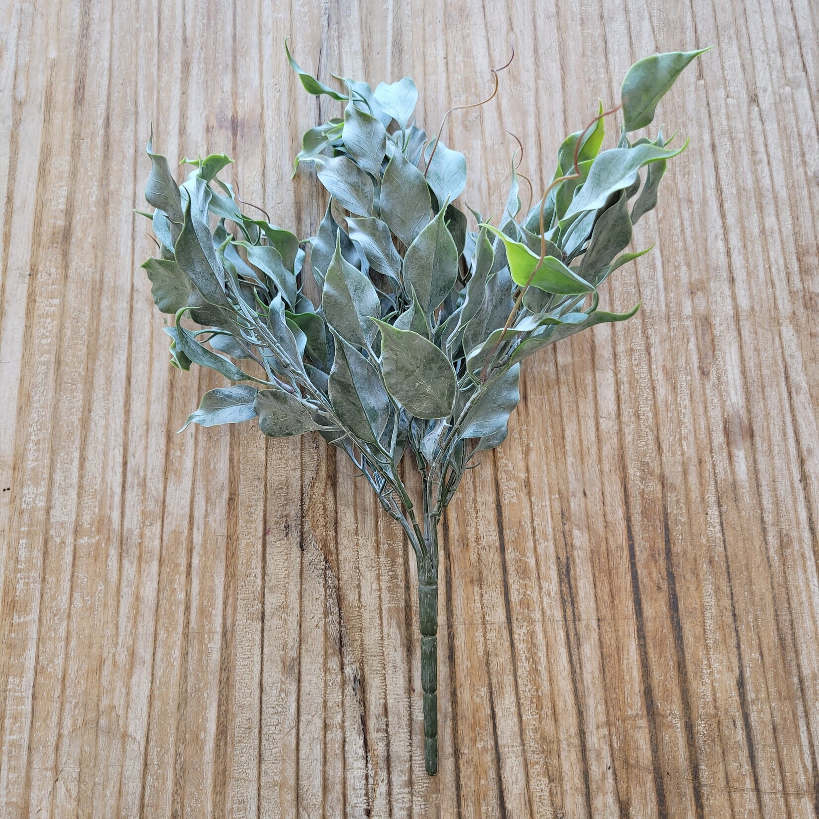 Ficus Bush, 16"