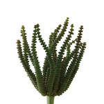 4.5" Ringed Euphorbia Stem