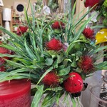 10" Pincushion Protea Spray, Red
