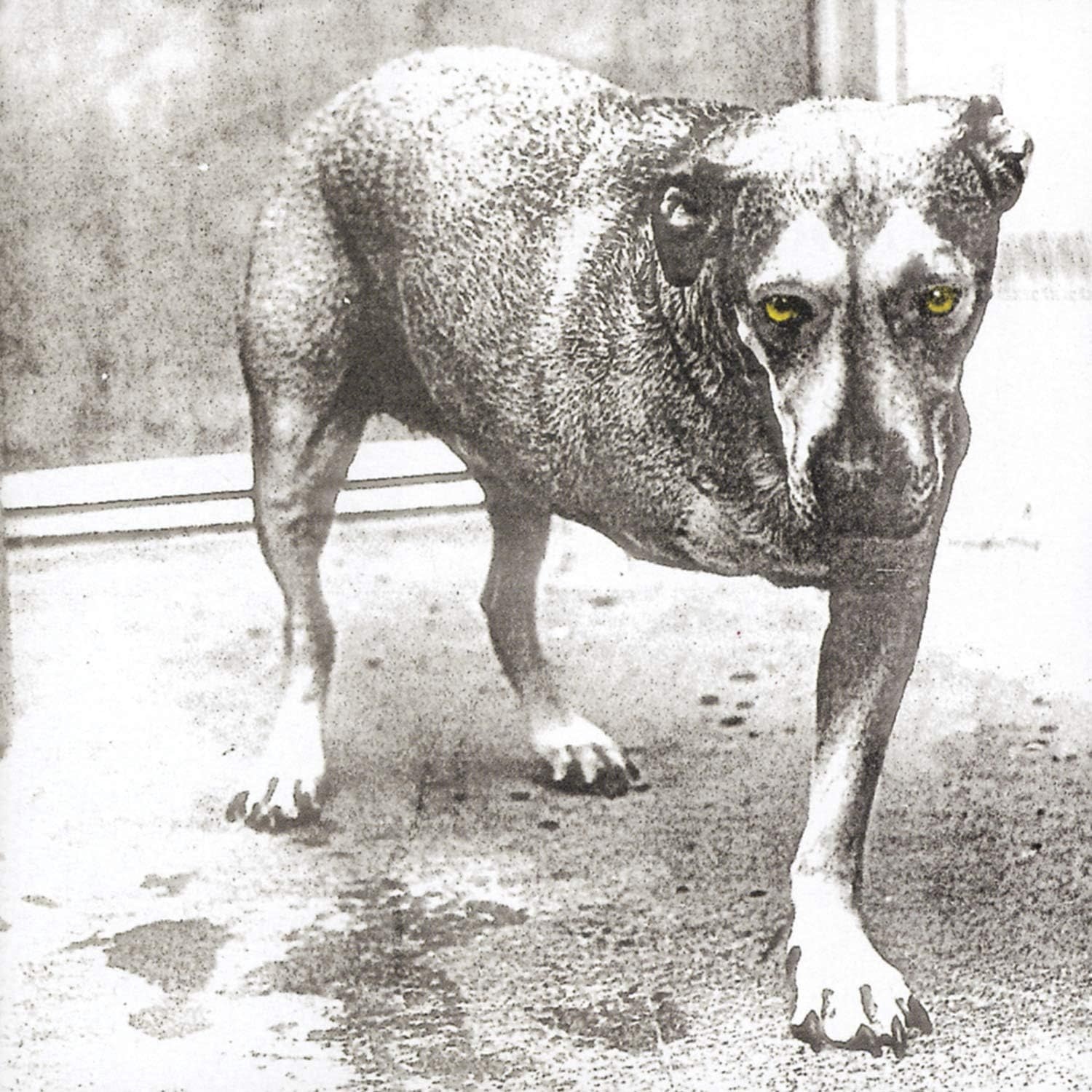 Rock/Pop Alice In Chains - S/T (NEW CD)